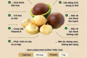 MACCA - hoàng hậu của quả khô
